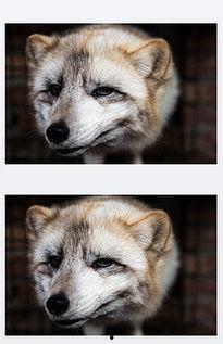 狐狸叫背景视频,探寻自然和谐之美